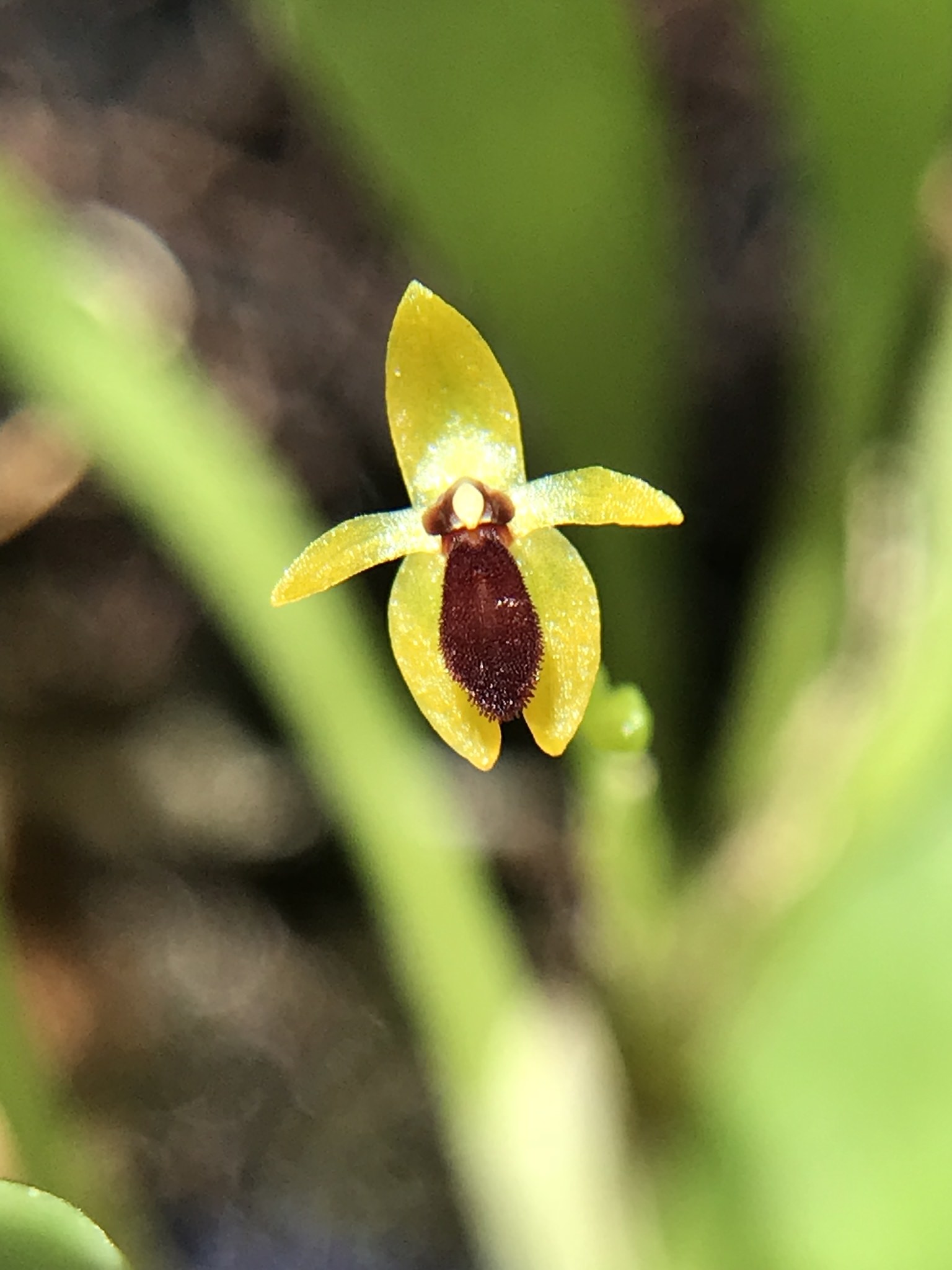 Platystele stenostachya